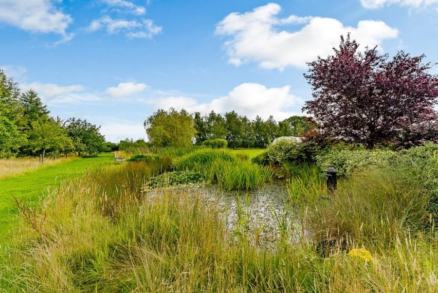 The Vineyard Pond