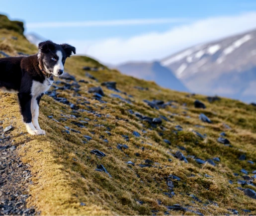 Luxury Pet Friendly Holidays Lake District
