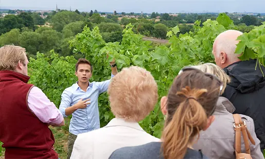 The Vineyard Vineyard Tours