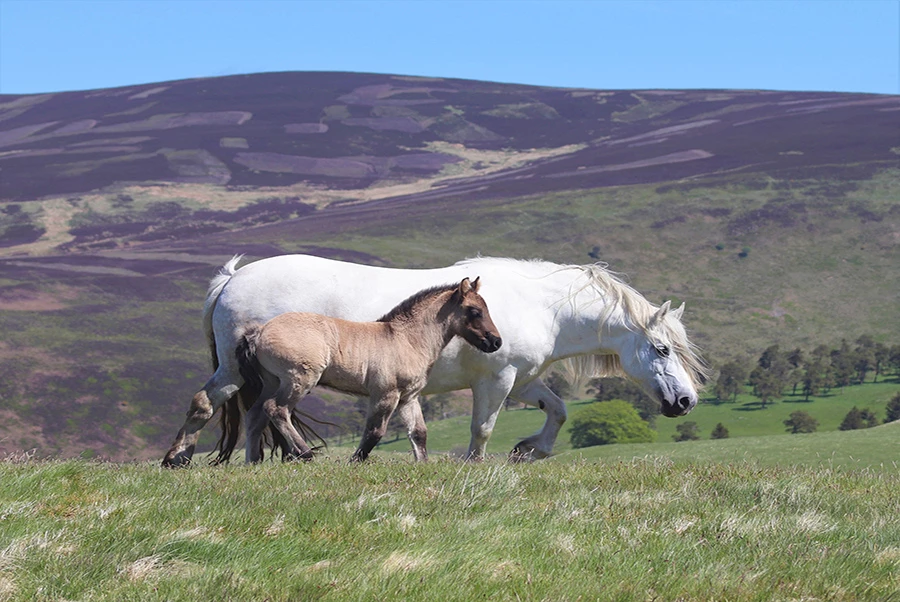 Cairnloch Highland Pony