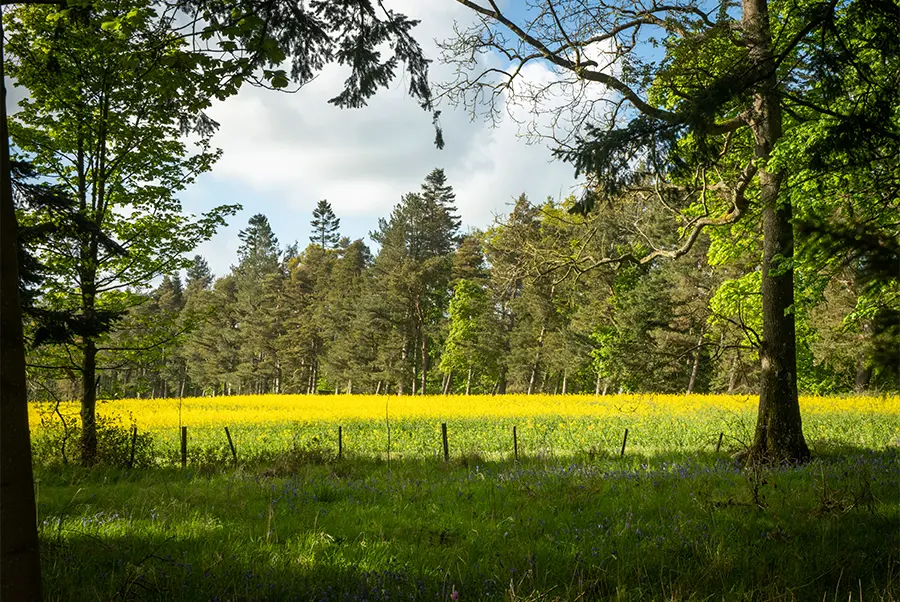 Tillbridge Hall Grounds 3