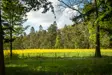 Tillbridge Hall Grounds 3