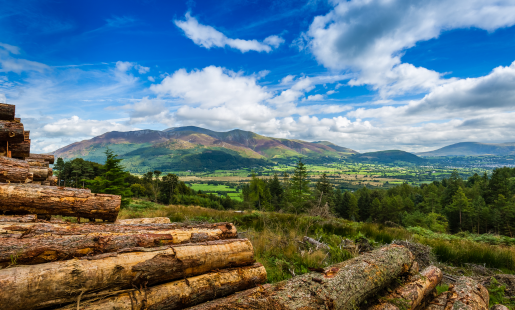 Whinlatter Forest