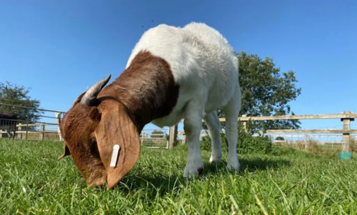 ROVES FARM