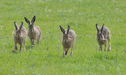 Greenmarsh Farm Wildlife Tours
