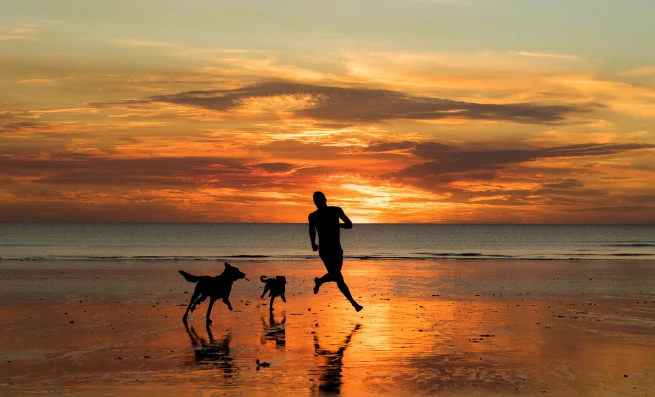 Blog 655 X 397 Dog Friendly Beaches In Norfolk
