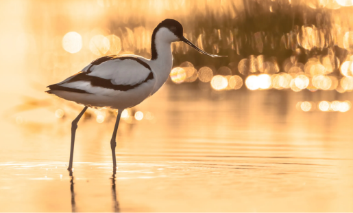 RSPB MINSMERE