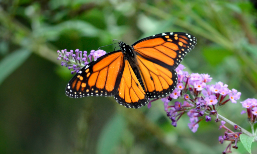 Butterfly Zoo