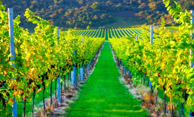 Best Vineyards Near London Listing