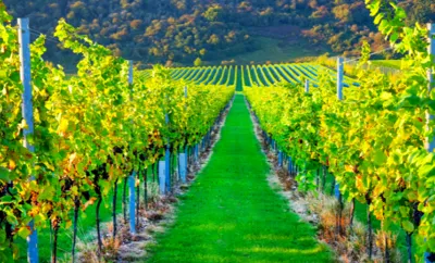 Best Vineyards Near London Listing