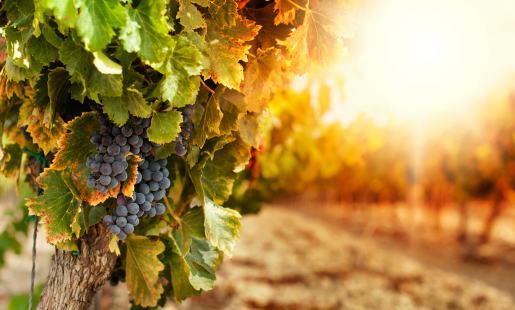 BLUESTONE VINEYARDS