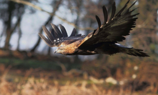 FOREST FALCONRY