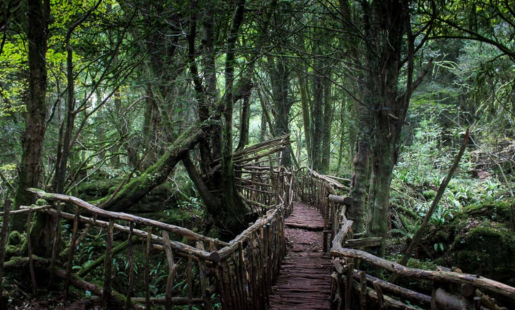 Puzzlewood