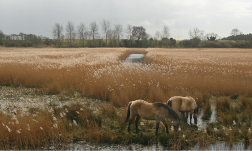 Hen Reedbeds