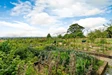 The Vineyard Fruit & Veg Garden