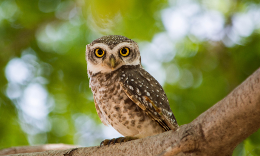 Cumberland Bird Of Prey Centre