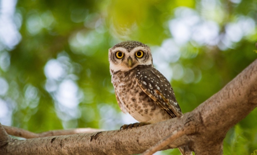 SUFFOLK OWL SANCTUARY