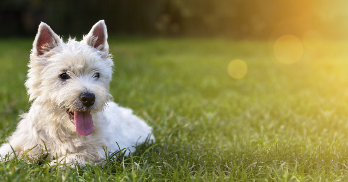 PetFriendly Country Houses to Rent Big House Experience